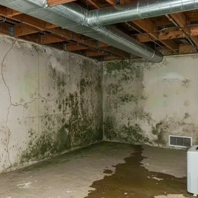 Professional Mold Removal in Sheridan, IL